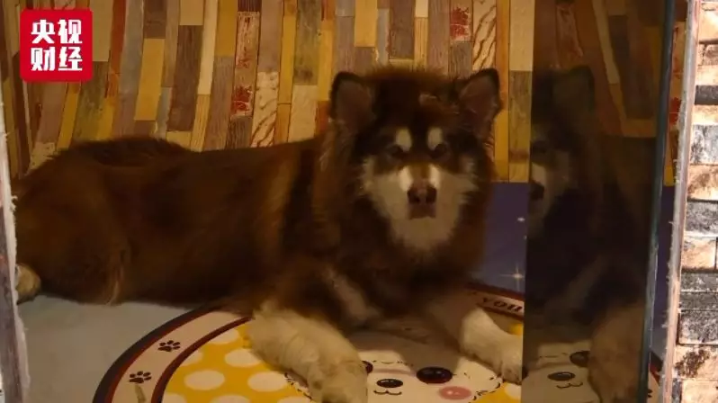 中国宠物市场规模对比人均GDP_上海香港人均gdp对比