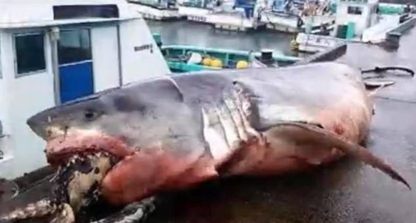 胃口过大！日本海域白鲨吞海龟未果 窒息而亡