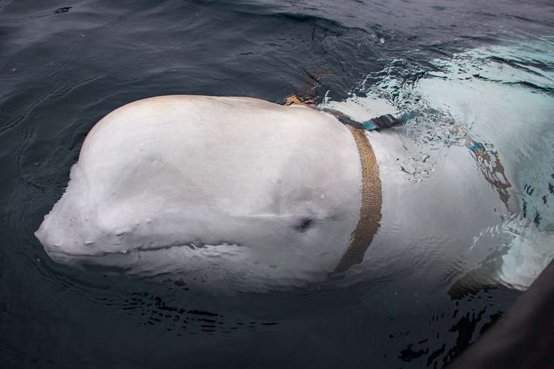 白鲸举止奇怪骚扰挪威渔船 专家:或受过俄军训练
