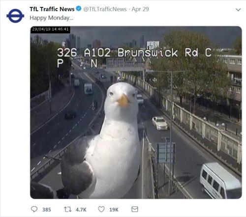 海鸥“抢镜”监控 伦敦交通局：欢迎新同事！(图)