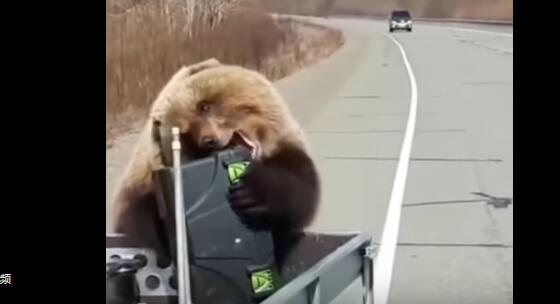 哭笑不得！俄罗斯一棕熊“抢劫犯”洗劫猎人食物后逃跑