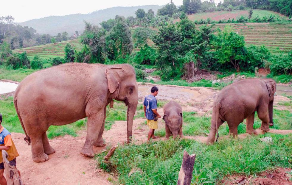 泰国10年来首次解禁大象出口 上万人联名反对