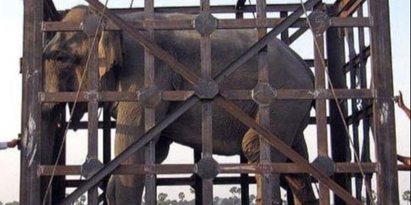 泰国10年来首次解禁大象出口 上万人联名反对