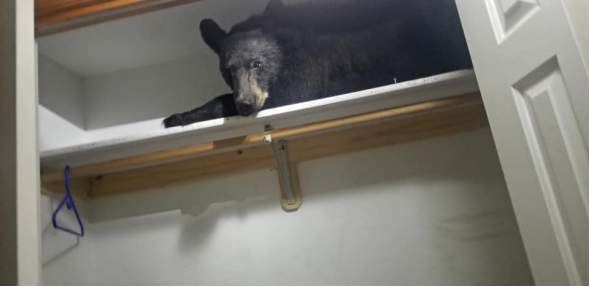 美国蒙大拿州一黑熊“闯”民宅：衣柜里“打盹”，还上了“锁”