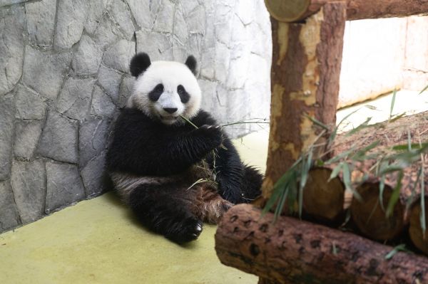莫斯科动物园将为大熊猫 如意 和 丁丁 庆祝生日 