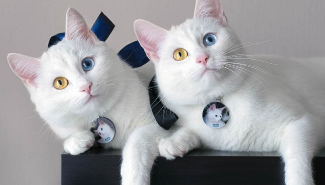 双胞胎喵星人天生异瞳 超高颜值成网红