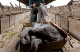 探秘皮草残忍制作全程