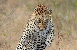 南非美洲豹为吸引雌性跳"骑马舞" 被称可取代鸟叔