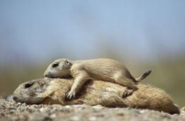 摄影师拍小土拨鼠爬上父亲背温馨瞬间