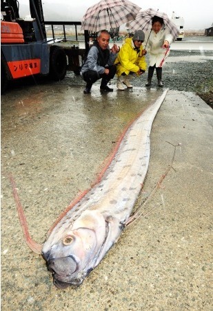 日福井县近海惊现蛇形深海鱼(图)