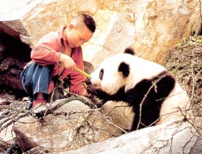 新华村 大熊猫最爱来串门