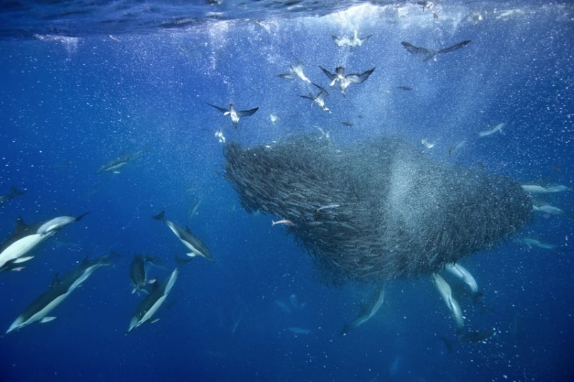 【转载】数千马鲛鱼抱团抵抗海豚鲨鱼攻击 - 闲云孤鹤ch的日志 - 网易