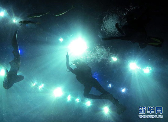 香港海洋公园潜水新体验 零距离看鲨鱼(图)