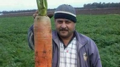 用作宣传(图) 2013-02-01 12:37:00 德动物园黑猩猩抢胡萝卜模样可爱