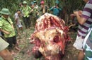 越南大象遭残忍剥皮 象牙象尾均被割掉