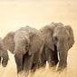 中非出动千名士兵保护当地大象