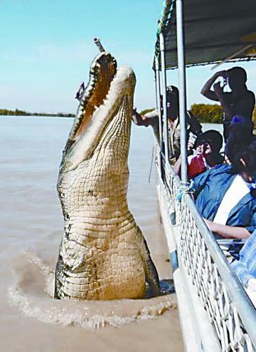澳大利亚北领地风靡"鳄鱼游"(图)-澳大利亚,小王子,达尔文-安吉新闻网