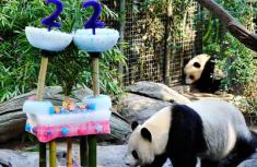 旅美熊猫“白云”在圣地亚哥动物园度过22岁生日