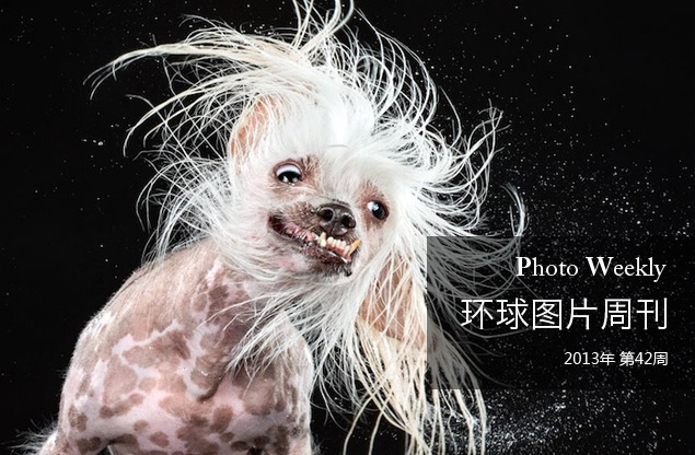 环球图片周刊 令人忍俊不禁的汪星人癫狂摇头照