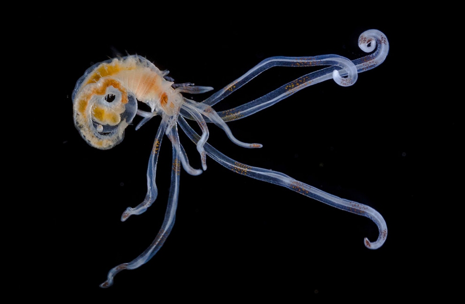 放大60倍的软体动物幼虫.放大40倍的结晶柠檬黄.