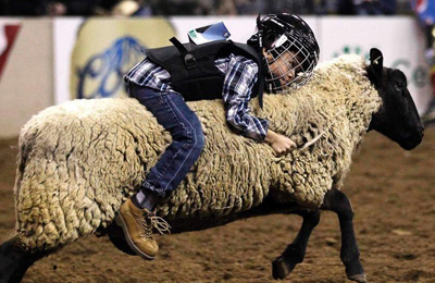 美国上演儿童骑羊比赛