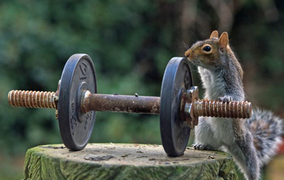 萌翻众人的大力士:英国小松鼠"举"哑铃