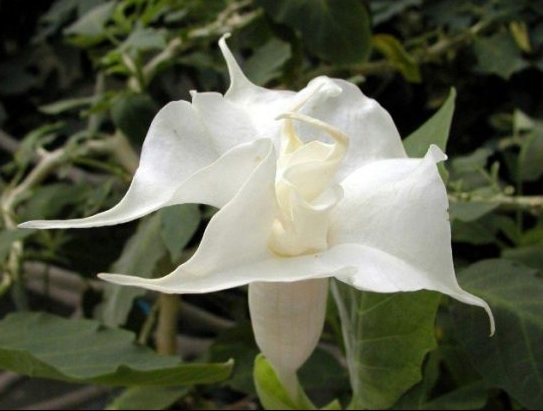 应该远离的致癌植物:曼陀罗果