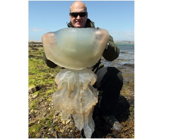 英国出现巨型桶水母 头部直径约有一米