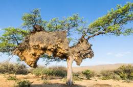 世界最大鸟巢压垮树干 重近两吨有上百个隔间