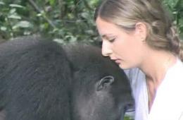 英国女子与大猩猩分别12年后重逢 深情相拥