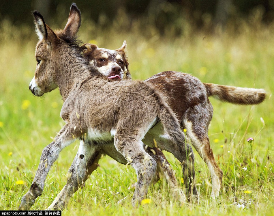 澳大利亚小毛驴与狗狗"腻歪"交朋友