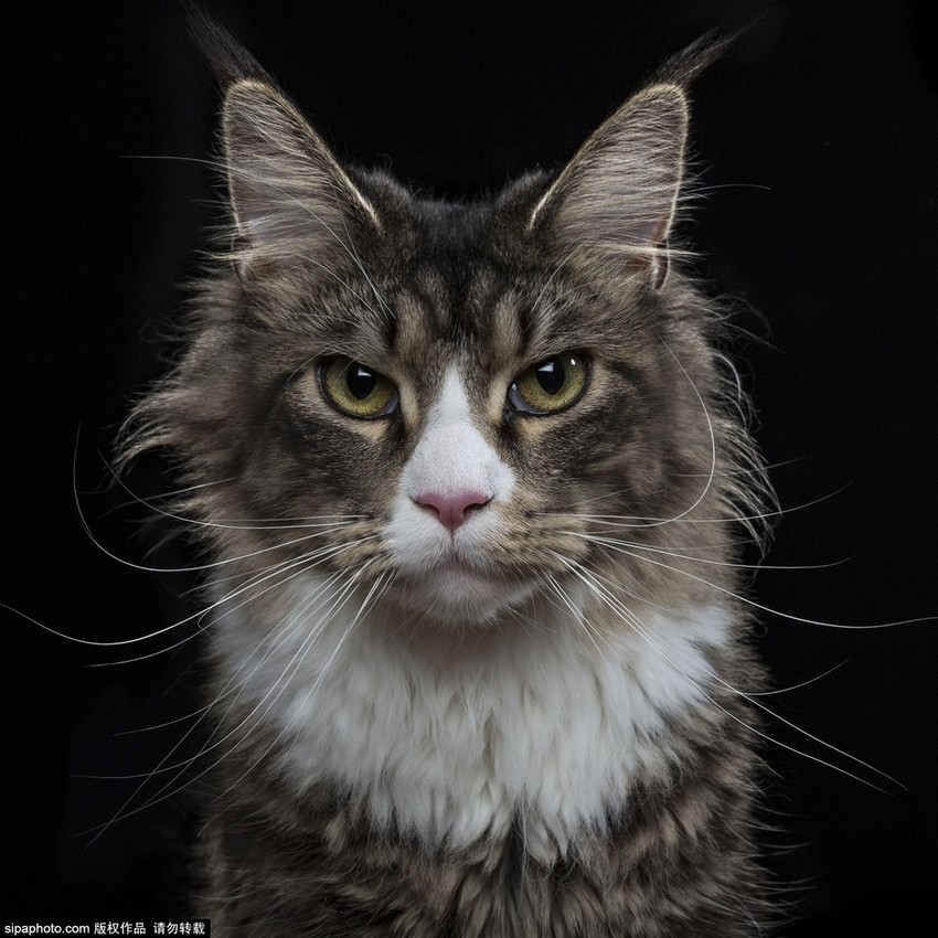 动物证件照一本正经难掩性格真相