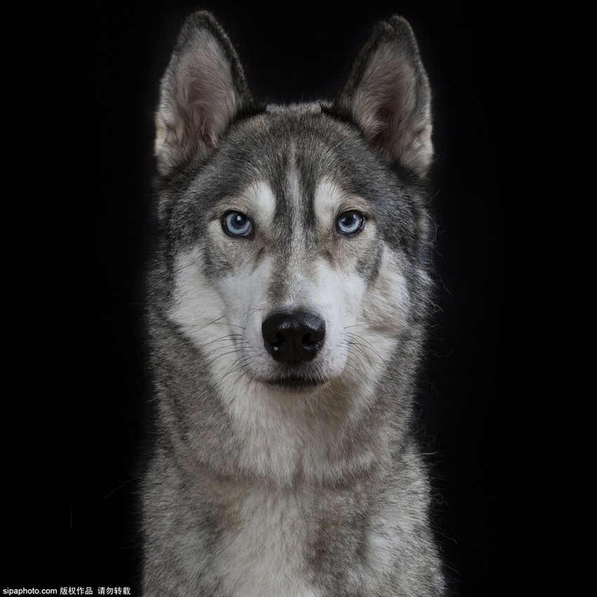 动物证件照一本正经难掩性格真相