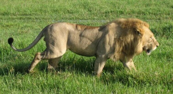 动物界的"肌肉男"们