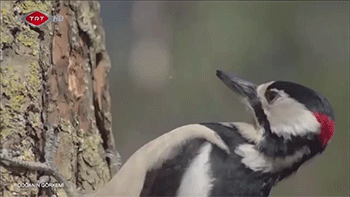 好疼！你见过啄木鸟怎么捉虫子吗
