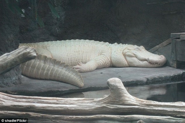 世间罕见!28岁白色鳄鱼死亡