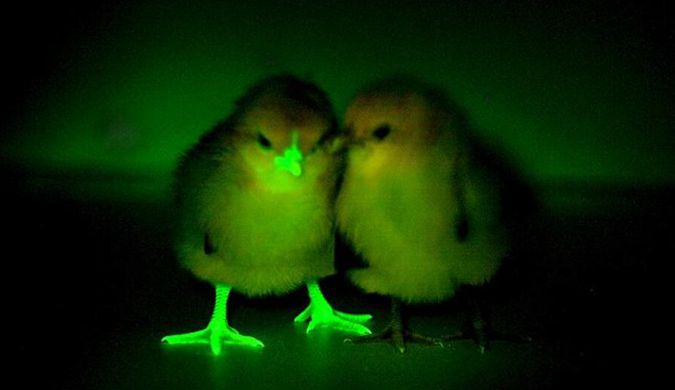 科学家培育“夜光小鸡” 探索抵御禽流感新方法