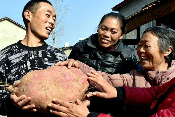 湖北农民种出“红薯王” 最大18斤重