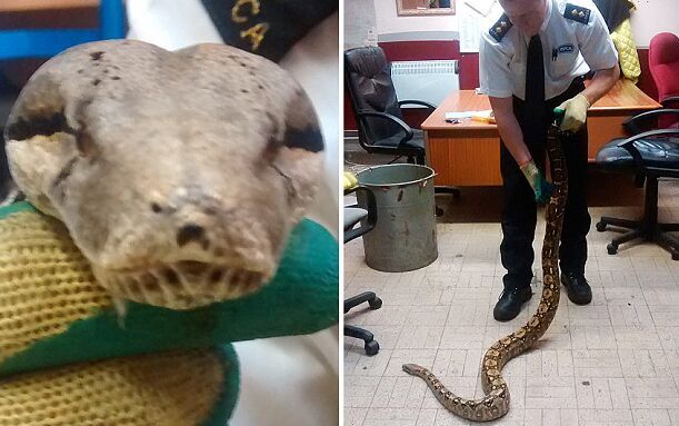 广场最新出租玩具车,香港赛马会奖卷总公司近2米长巨蟒惊现英国伦敦