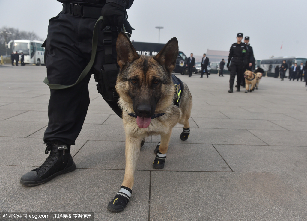 政协开幕首日 警犬穿黑色“小靴”执勤