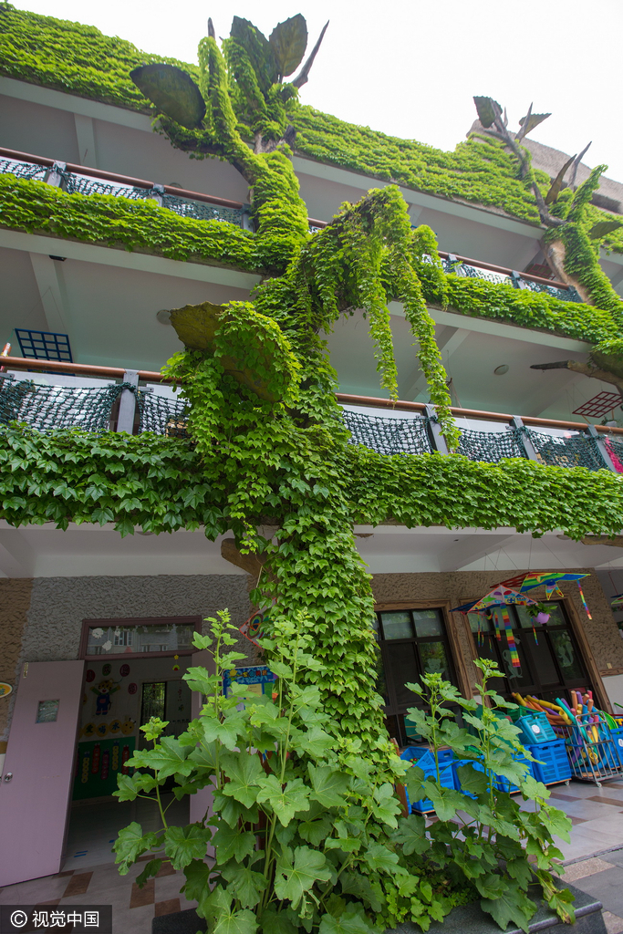 杭州幼儿园外墙布满爬山虎 好似绿色城堡