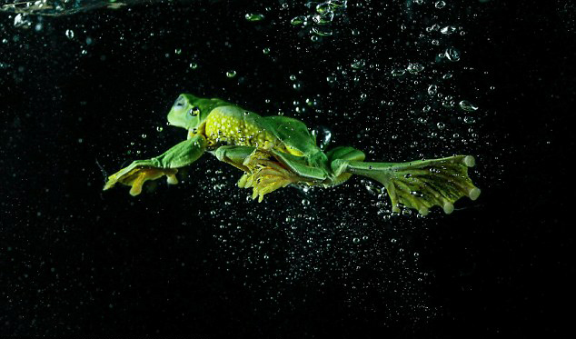 印尼摄影师抓拍树蛙跳水游泳生动过程组图