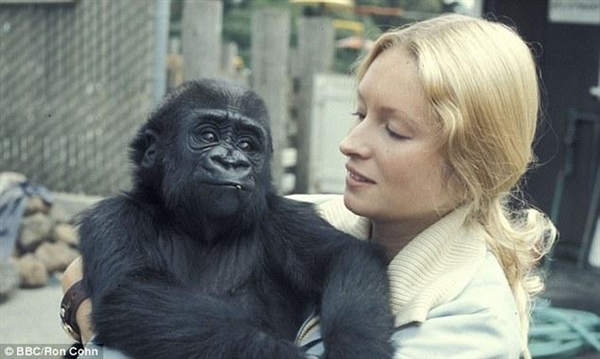 金发美女与黑猩猩相伴40年:教会千种手语