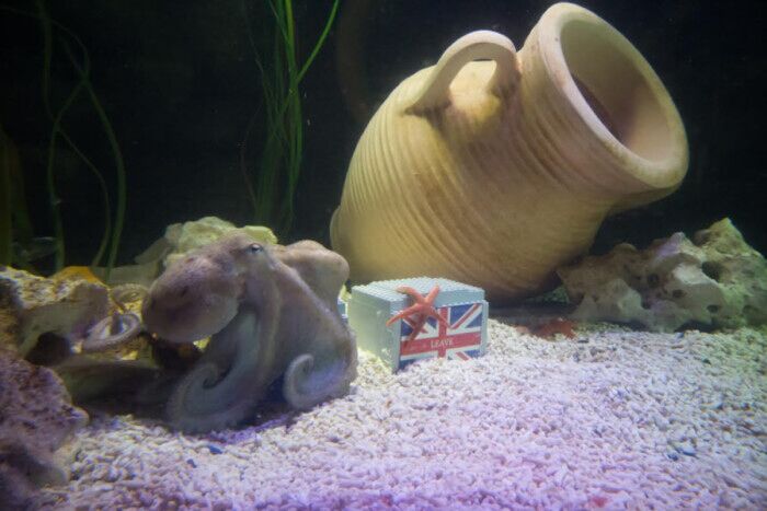 “章鱼哥”预测公投结果为英国继续留在欧盟