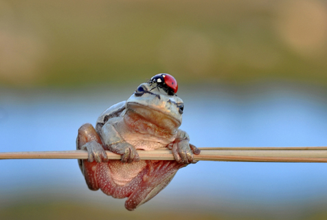 印尼现世界最胖男孩 10岁重达384斤