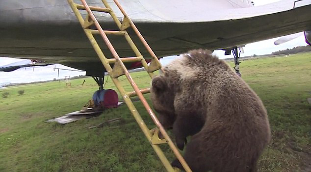 当地人称它为幼崽"曼苏尔",在阿尔泰语言中是"熊"的意思.