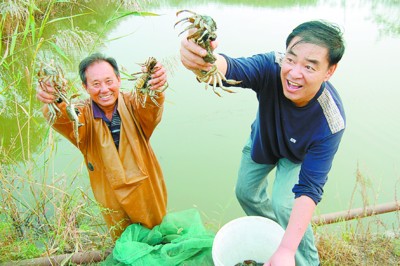 苇塘河蟹鉴别方法