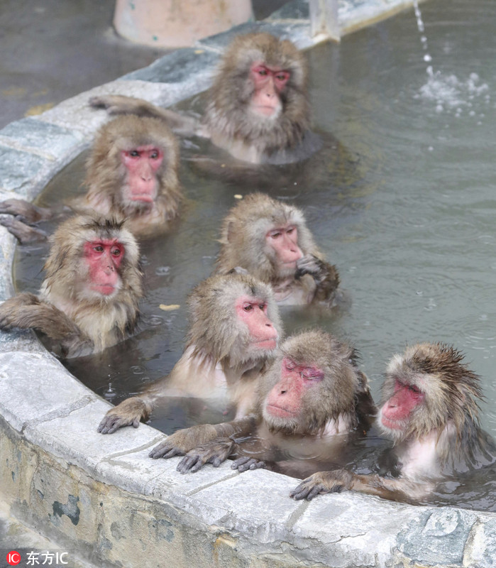 日本猴子露天泡温泉表情很销魂