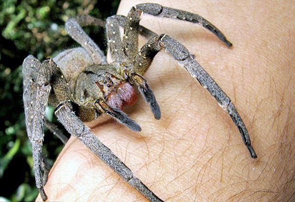 德港口集装箱现巴西漫游蛛港口被紧急封锁