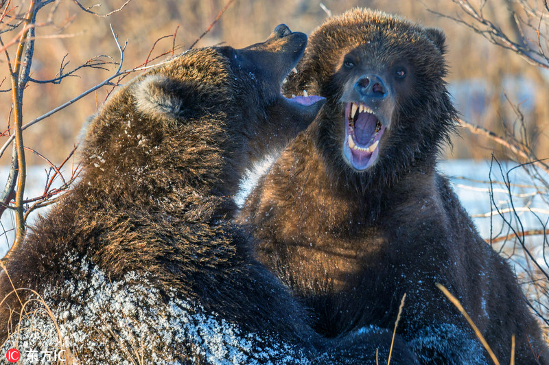俄罗斯棕熊雪地上演精彩摔跤比赛